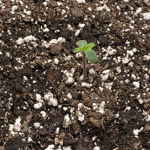 Planet of the Grapes growlog timeline photo