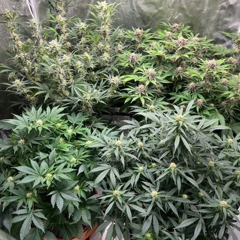 Amnesia Haze growlog timeline photo