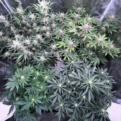 Amnesia Haze growlog timeline photo