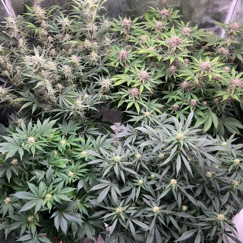 Amnesia Haze growlog timeline photo