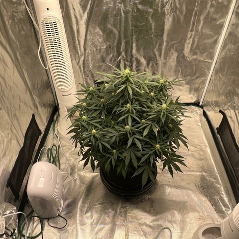 Amnesia Haze growlog timeline photo