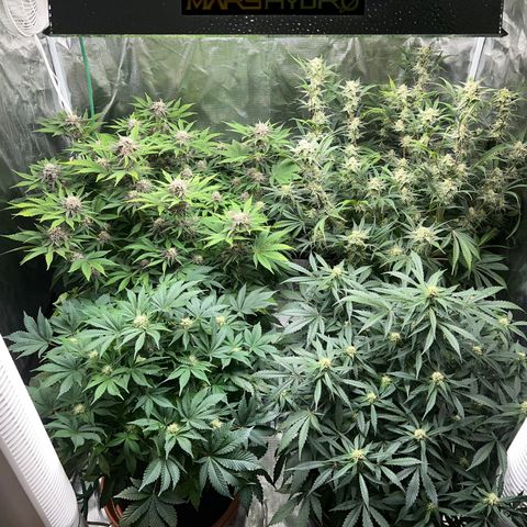Gelato growlog timeline photo