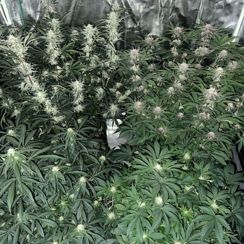 Queens Banner growlog timeline photo