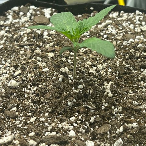 Planet of the Grapes growlog timeline photo