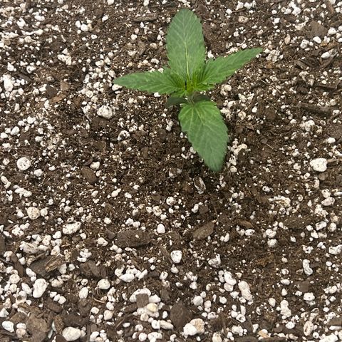 Planet of the Grapes growlog timeline photo