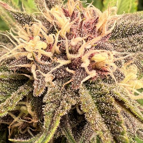 Gelato growlog timeline photo