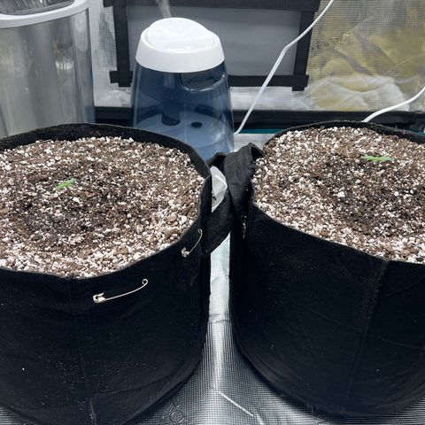 Planet of the Grapes growlog timeline photo