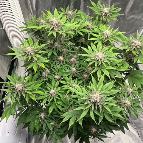 Gelato growlog timeline photo