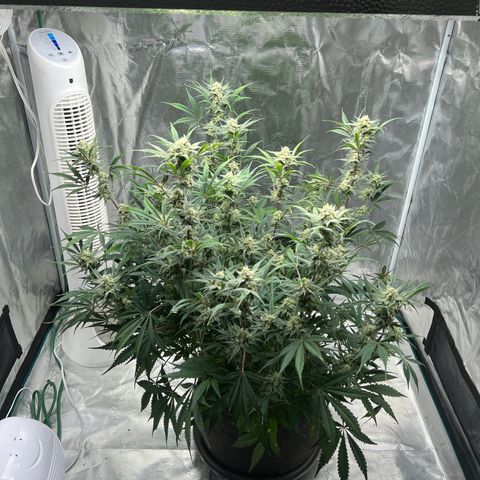 Queens Banner growlog timeline photo