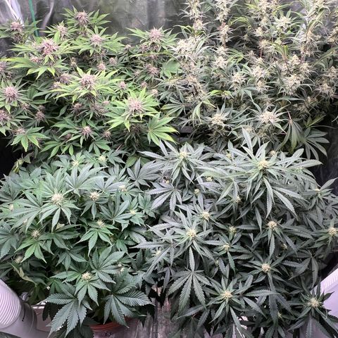Mesphito - CDLC growlog timeline photo