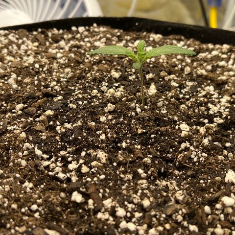 Planet of the Grapes growlog timeline photo