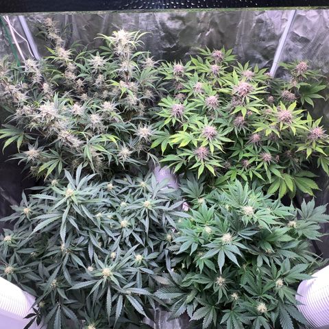 Amnesia Haze growlog timeline photo