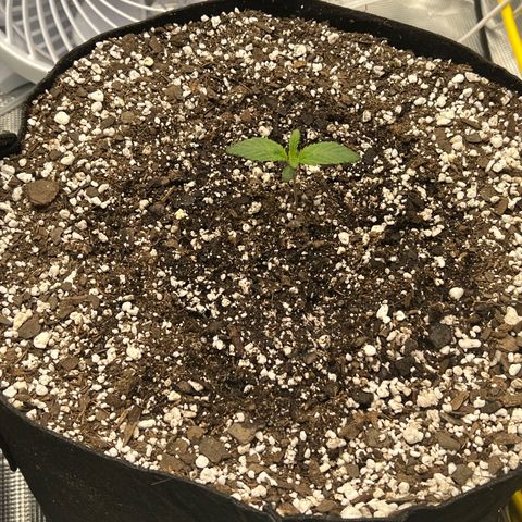 Planet of the Grapes growlog timeline photo