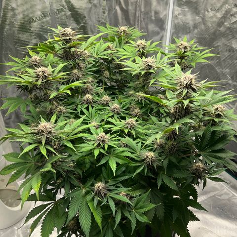 Gelato growlog timeline photo