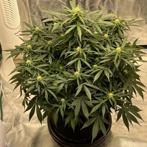 Amnesia Haze growlog timeline photo