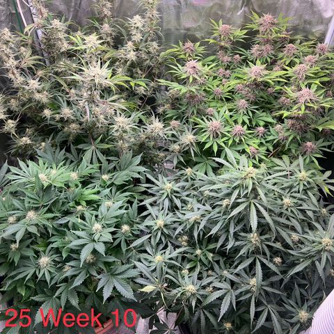 Amnesia Haze growlog timeline photo
