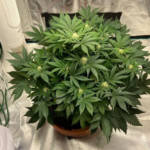 Mesphito - CDLC growlog timeline photo
