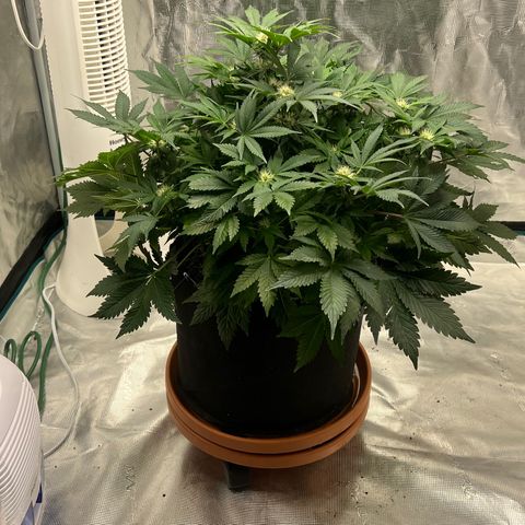Mesphito - CDLC growlog timeline photo