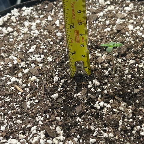 Planet of the Grapes growlog timeline photo
