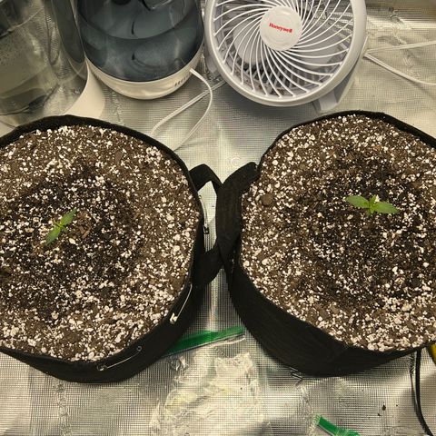 Planet of the Grapes growlog timeline photo