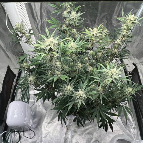 Queens Banner growlog timeline photo