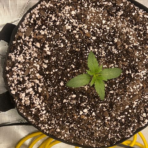 Planet of the Grapes growlog timeline photo