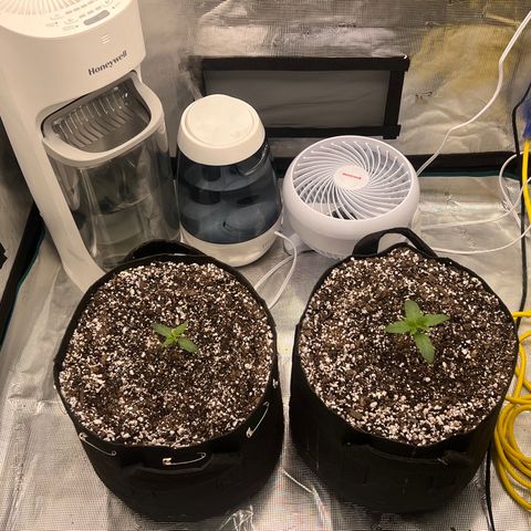Planet of the Grapes growlog timeline photo