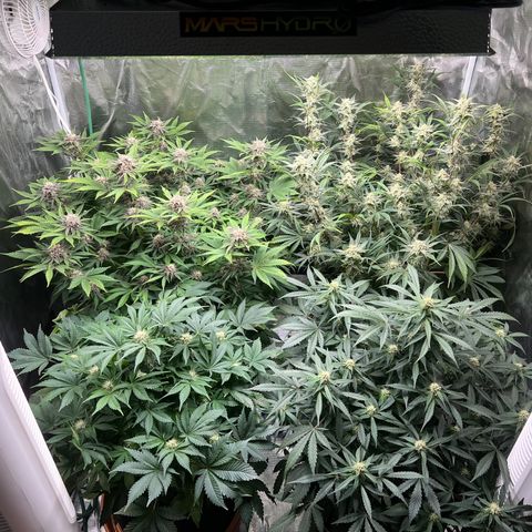 Mesphito - CDLC growlog timeline photo
