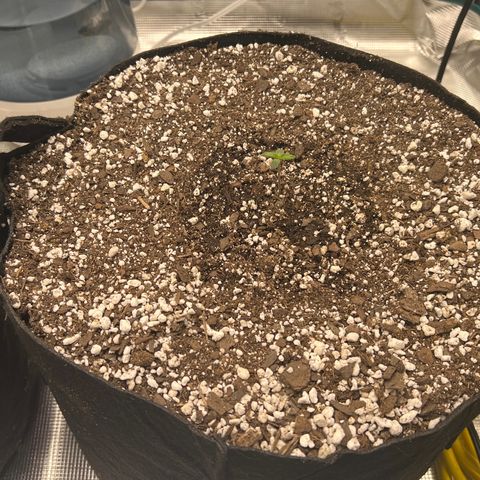 Planet of the Grapes growlog timeline photo