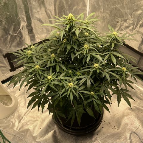 Amnesia Haze growlog timeline photo