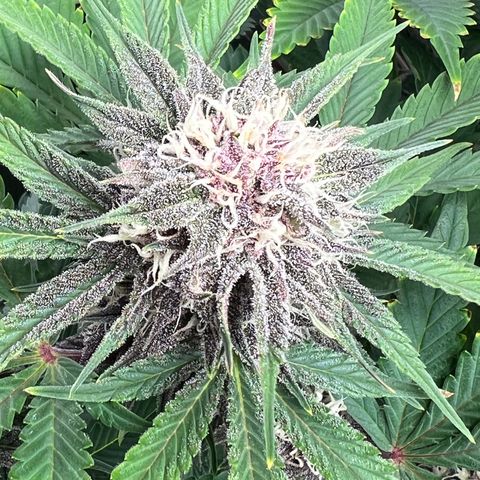 Gelato growlog timeline photo