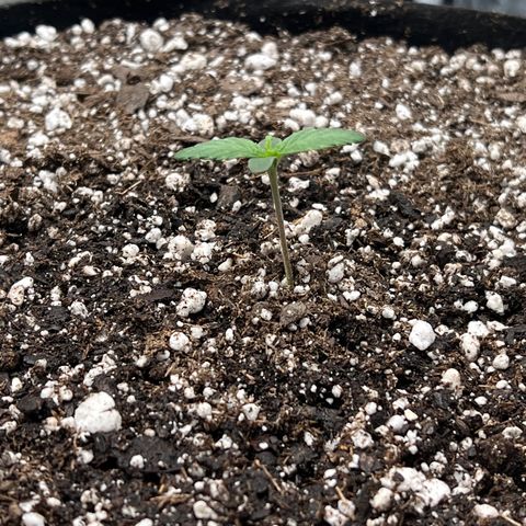 Planet of the Grapes growlog timeline photo