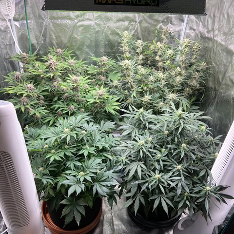 Queens Banner growlog timeline photo