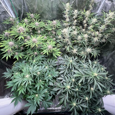 Queens Banner growlog timeline photo