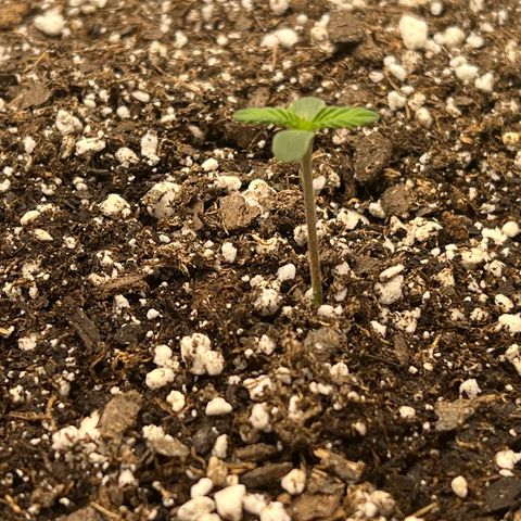 Planet of the Grapes growlog timeline photo