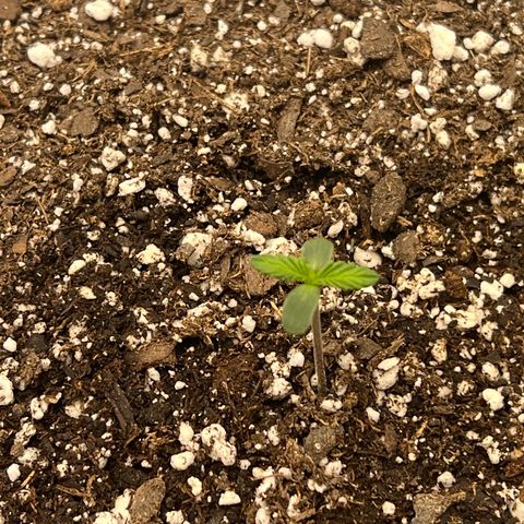 Planet of the Grapes growlog timeline photo