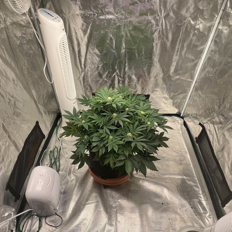 Mesphito - CDLC growlog timeline photo