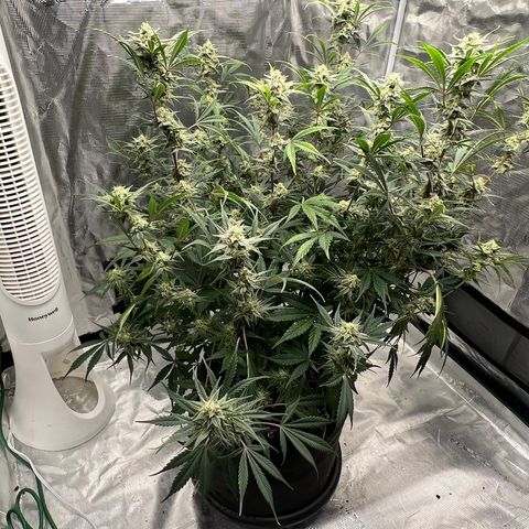 Queens Banner growlog timeline photo