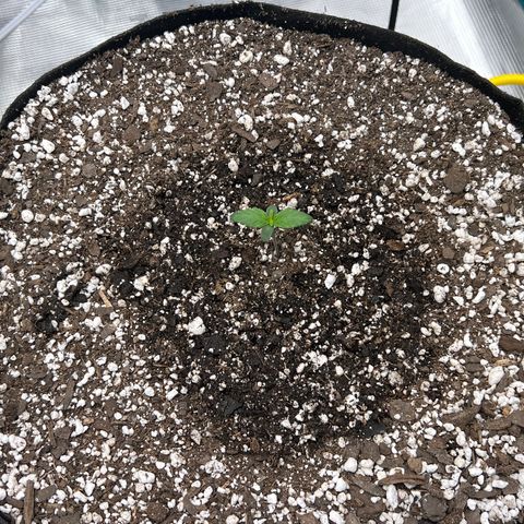 Planet of the Grapes growlog timeline photo