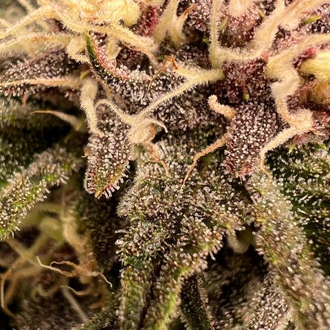 Gelato growlog timeline photo