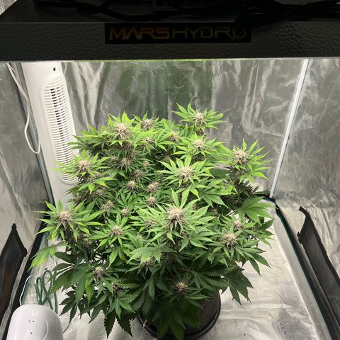 Gelato growlog timeline photo