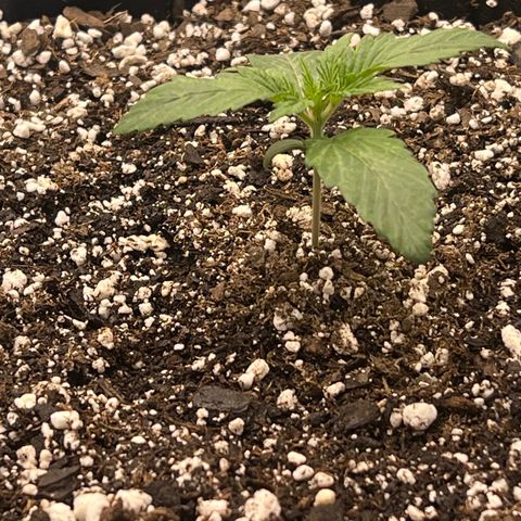 Planet of the Grapes growlog timeline photo