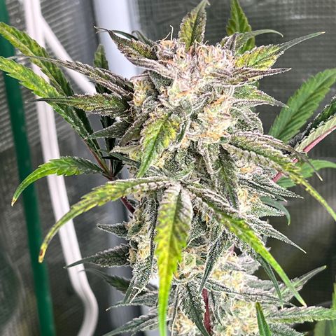 Queens Banner growlog timeline photo