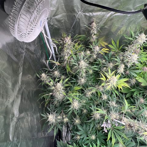 Queens Banner growlog timeline photo