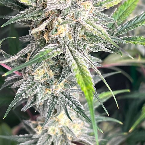 Queens Banner growlog timeline photo