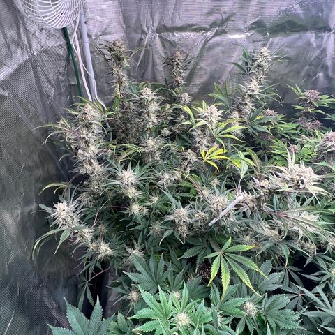Queens Banner growlog timeline photo