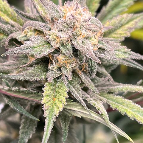 Queens Banner growlog timeline photo