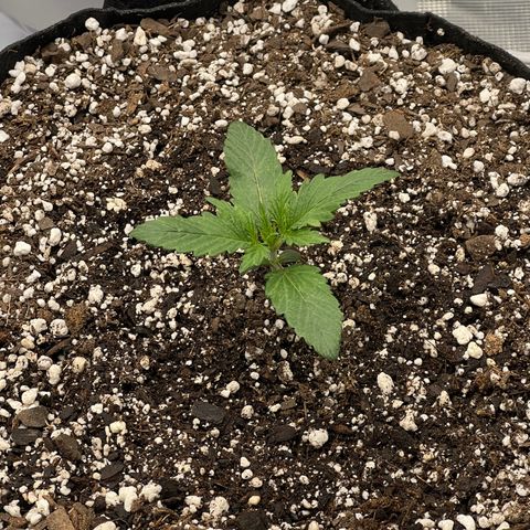 Planet of the Grapes growlog timeline photo