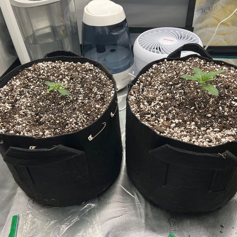 Planet of the Grapes growlog timeline photo