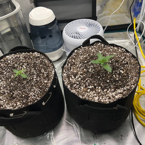 Planet of the Grapes growlog timeline photo